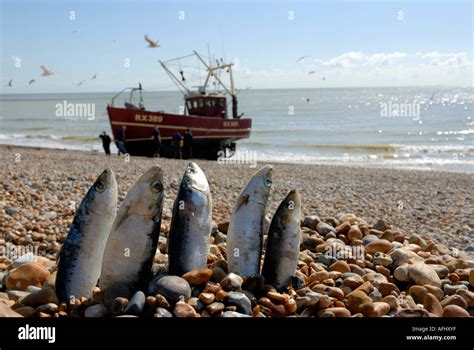 fishing online hastings
